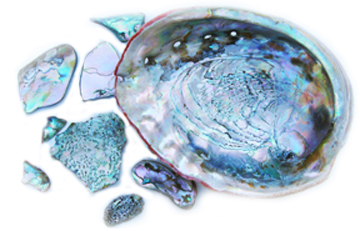 Healing Abalone Shells